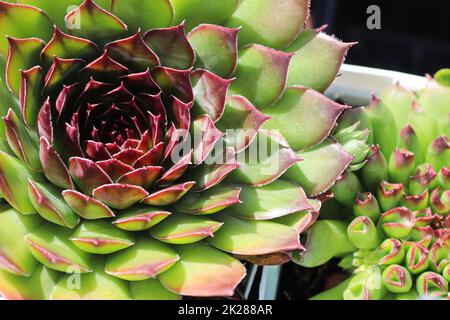 Gros plan sur les poules et les poussins plantes succulentes Banque D'Images