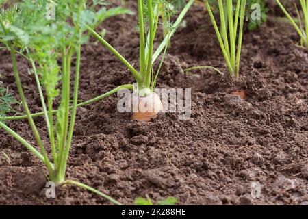 Une alimentation saine consépt. Culture de carottes dans le potager Banque D'Images