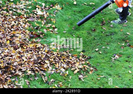 Compensation jardinier le haut des feuilles à l'aide d'un outil de ventilateur de feuille Banque D'Images