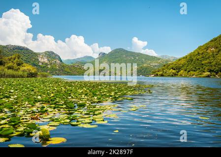 Lotus sur le lac de skadar Banque D'Images