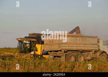 Combiner le grain dans un camion. Récolte de riz Banque D'Images