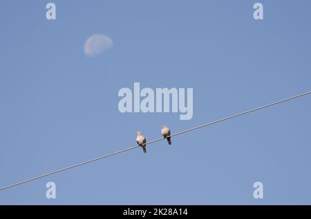 Les colombes eurasiennes se sont rassemblées sur un fil électrique et ont diminué la lune gibbeuse. Banque D'Images