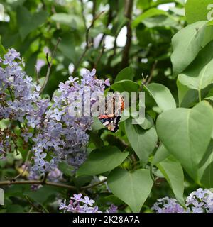 Fleurs de lilas sur les branches d'un papillon amiral Banque D'Images