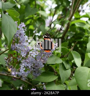 Fleurs de lilas sur les branches d'un papillon amiral Banque D'Images