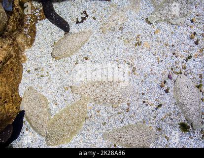 Poisson de sole sur le sable Banque D'Images