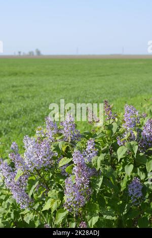 Fleurs lilas sur les branches. Belles fleurs lilas pourpre à l'extérieur. Banque D'Images