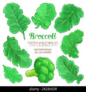 Éléments de brocoli vector set sur fond blanc Banque D'Images