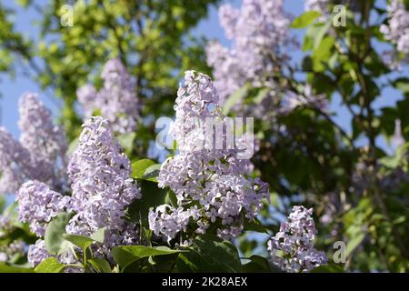 Fleurs lilas sur les branches. Belles fleurs lilas pourpre à l'extérieur. Banque D'Images