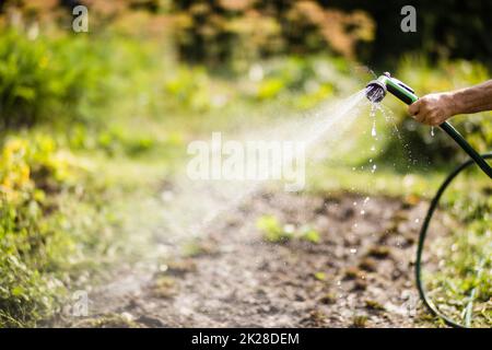 Main de fermier avec tuyau de jardin et pistolet arrosoir les plantes végétales en été. Concept de jardinage. Plantes agricoles poussant dans la rangée de lits Banque D'Images