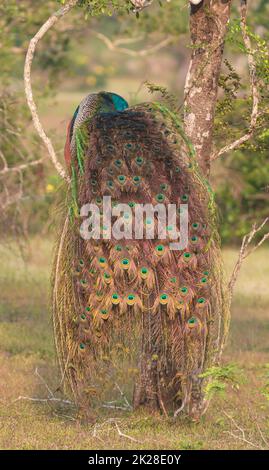 Un beau paon brillant avec des plumes d'égrenage et le train s'étalait clairement; paon bleu de shinning; du Sri Lanka; un gros oiseau perché sur un arbre Banque D'Images