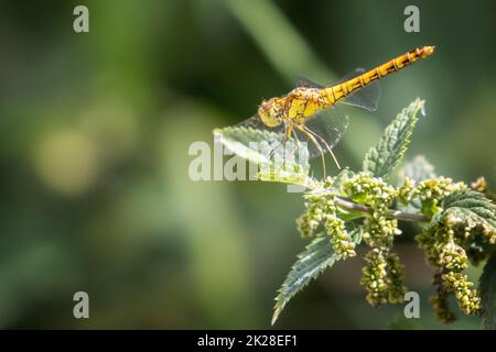 Female common darter dragonfly (Sympetrum striolatum) perched on a nettle plant (Urtica dioica), UK wildlife Banque D'Images