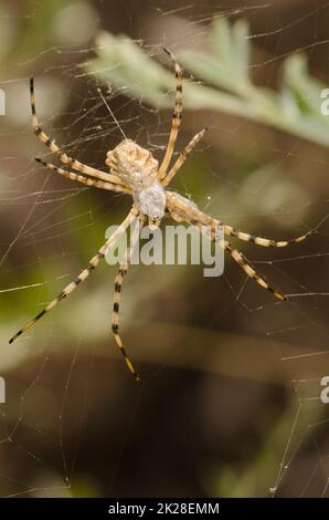 Araignée de jardin à bandes Argiope trifasciata. Banque D'Images