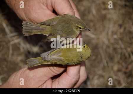 Saule warbler et chiffballe des îles Canaries. Banque D'Images