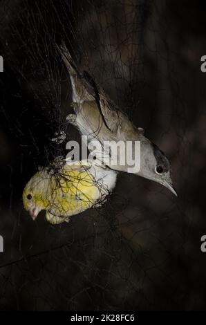 Oiseaux capturés dans un filet de brume pour le baguage scientifique. Banque D'Images