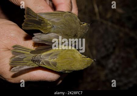 Saule warbler et chiffballe des îles Canaries. Banque D'Images