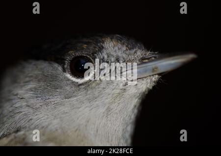 Tête de la tête de Black cap eurasienne Sylvia atricapilla heineken. Banque D'Images