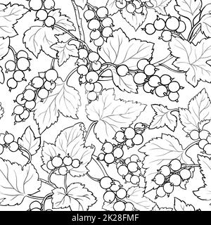 motif vectoriel de cassis sur fond blanc Banque D'Images