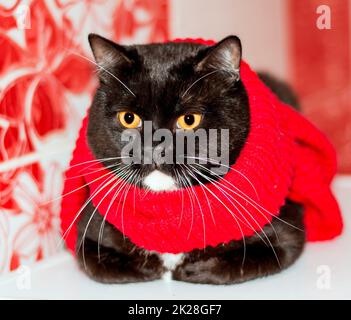 Magnifique chat bicolore écossais britannique gros plan dans un foulard rouge sur fond rouge, l'hiver est froid Banque D'Images