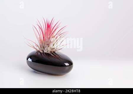 Airplant de Tilandsia ionantha dans un élégant pot noir sur fond blanc Banque D'Images