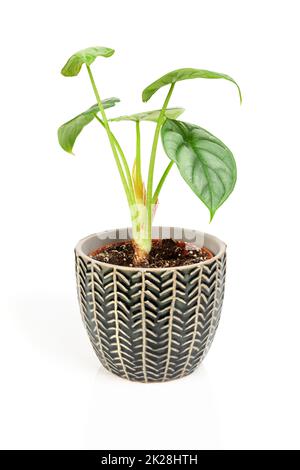 Plante maison exotique Alocasia Silver Dragon en pot texturé foncé. Banque D'Images