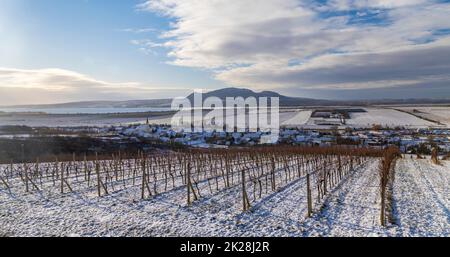 Vignobles d'hiver sous Palava près de Sonberk, Moravie du Sud, République tchèque Banque D'Images