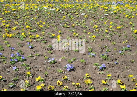 Lit de fleurs. Fleurs jaunes et bleues sur le lit à fleurs. Banque D'Images