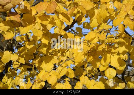 Feuilles jaunes d'un linden. Jaunissement des feuilles sur les branches d'un arbre. Arrière-plan d'automne des feuilles d'un linden. Feuilles d'automne jaunes Banque D'Images