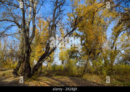 Automne les peupliers jettent leurs feuilles. Chute dans la nature Banque D'Images