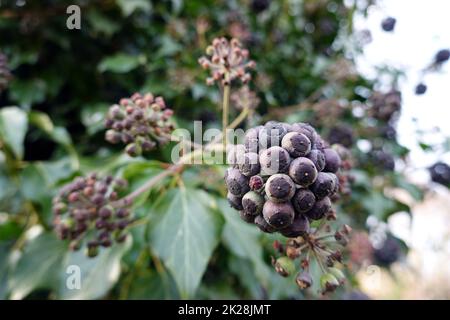 reife Frühte an einem Efeu (Hedera Helix) Banque D'Images