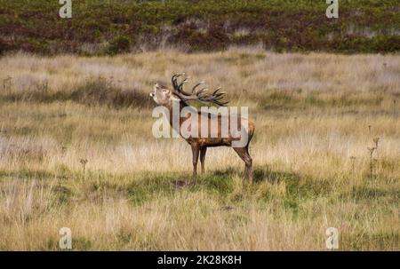 Londres, Royaume-Uni. 22nd septembre 2022. Une stag rouge (Cervus elaphus) commence à soufflet dans le parc Richmond, alors que commence la saison d'accouplement des cerfs, connue sous le nom de rut. RESTRICTION D'UTILISATION : CETTE IMAGE NE DOIT PAS ÊTRE UTILISÉE DANS UNE PUBLICATION PRO-HUNTING, HUNTING, SPORT SHOOTING OU ARMES, SUR UN SITE WEB OU PAR DES ORGANISATIONS DE CHASSE, DES COMPAGNIES DE CHASSE OU DANS DU MATÉRIEL PROMOTIONNEL POUR LA CHASSE. L'UTILISATION DE CETTE IMAGE PAR, ET DANS, L'UN DES ÉLÉMENTS CI-DESSUS EST STRICTEMENT INTERDITE. Credit: Vuk Valcic/Alamy Live News Banque D'Images