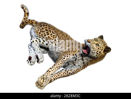 Le Rendu 3D grand chat Leopard on White Banque D'Images