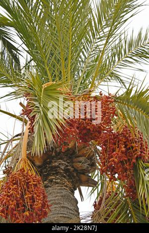 Dates sur un palmier à dattes dans la province d'Alicante, Costa Blanca, Espagne Banque D'Images