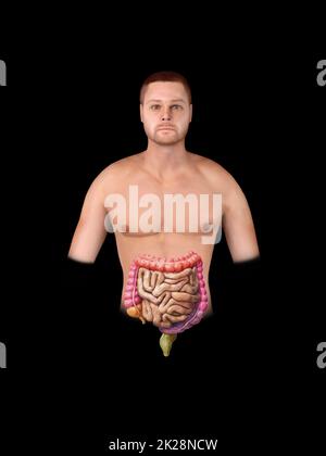 Gros et petit intestin isolé sur le blanc. Anatomie du système digestif humain. Tractus gastro-intestinal. 3d rendu Banque D'Images