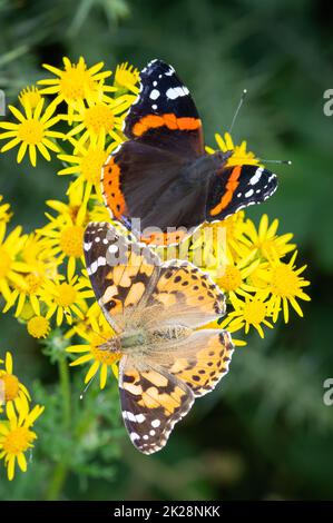 Dame peinte et amiral rouge sur Ragwort. Banque D'Images