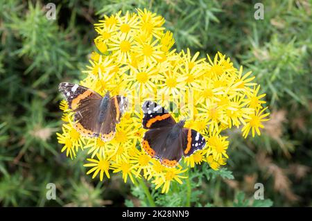 Paire d'Admiral rouge sur Ragwort. Banque D'Images