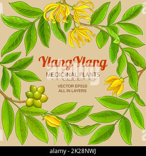 branches ylang ylang sur fond de couleur Banque D'Images