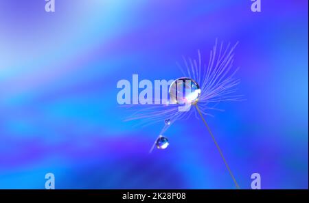 Magnifique arrière-plan nature.Design d'art floral.Abstract Macro Photography.pastel Flower.Dandelion Flowers.Blue Background.Creative Artistic Wallpaper.invitation de mariage.Celebration,Love.Close View.Water Drops.paisible arrière-plan naturel. Banque D'Images