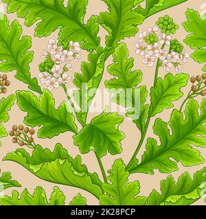 motif de vecteur de plante crambe sur fond blanc Banque D'Images