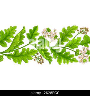 motif de vecteur de plante crambe sur fond blanc Banque D'Images