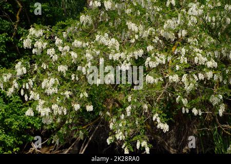 Acacia fleurs raisin blanc Banque D'Images
