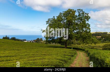 Plantation de thé Gorreana VIII Banque D'Images