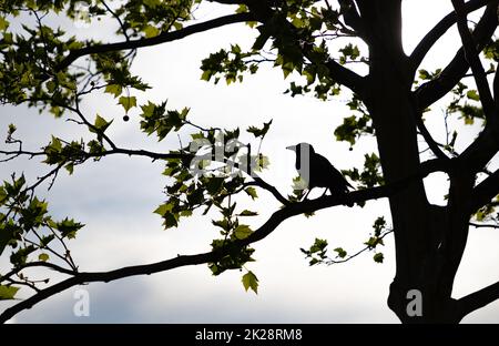 Corbeau perché sur un arbre Banque D'Images