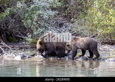 Grizzly Cub en attente de la fin de la manger de maman Banque D'Images