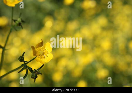 Buttercup jaune de fleur sauvage du Texas Ranunculus bulbosus - Buttercup bulbeux Banque D'Images