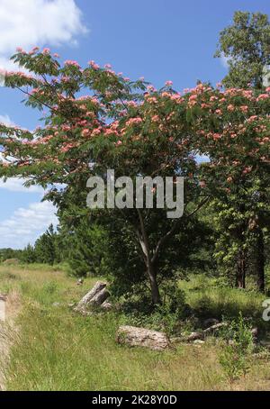 Arbre de la soie perse poussant dans l'est rural du Texas Banque D'Images