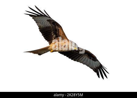 Cerf-volant rouge vif avec aile étagée et vue en bas découpée sur le blanc Banque D'Images