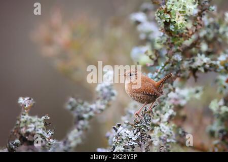 Petit wren eurasien assis sur le lichen dans la nature d'automne Banque D'Images
