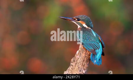 kingfisher est assis sur la branche en été de côté Banque D'Images