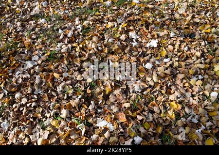 Collection de belles feuilles aux couleurs automnales Banque D'Images