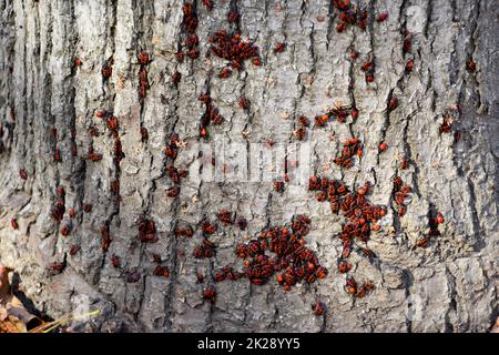 Les insectes rouges se bassent au soleil sur l'écorce des arbres. Des soldats chauds d'automne pour les coléoptères Banque D'Images